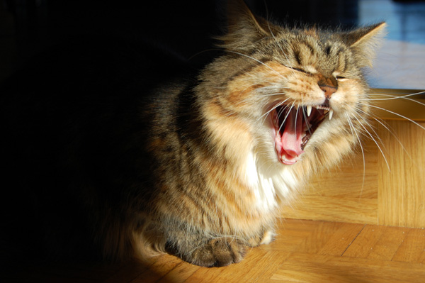 Evita, das Raubtier.jpg